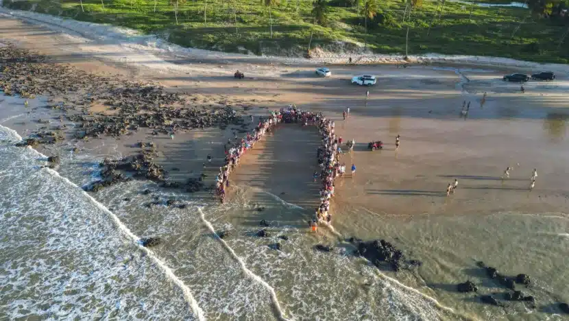Cerca de 70 filhotes de tartaruga são soltos na praia de Maracajaú