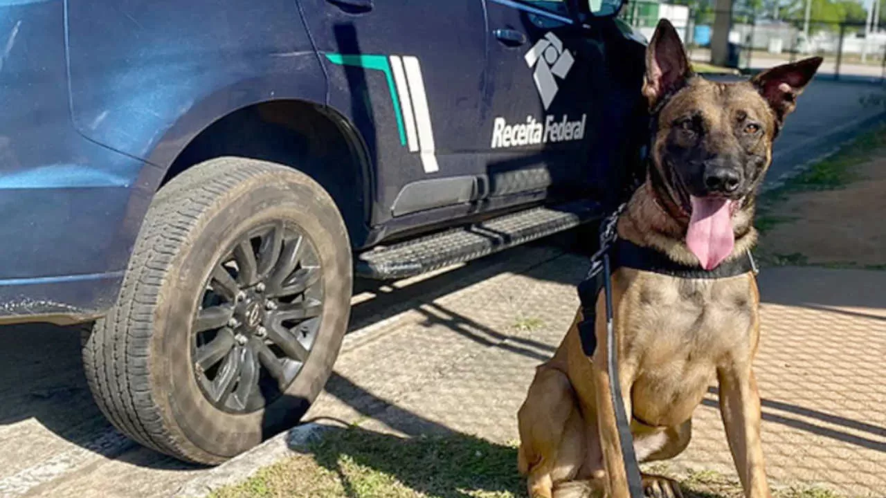 Conheça Zandor, primeiro cão farejador de dinheiro da Receita Federal