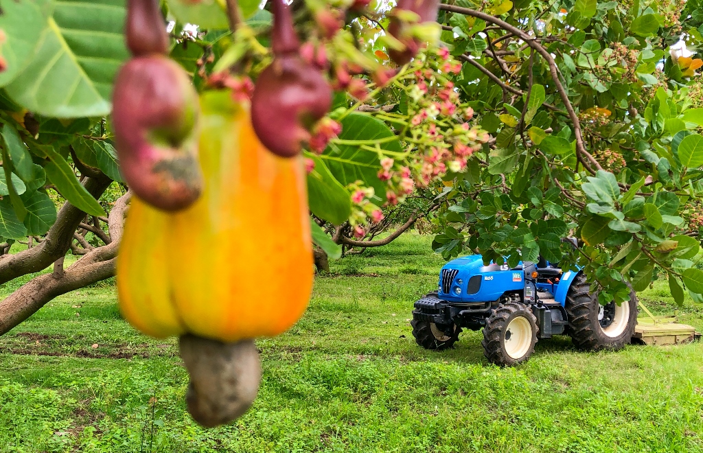 Agronegócio no RN está em expansão e tem destaque na fruticultura