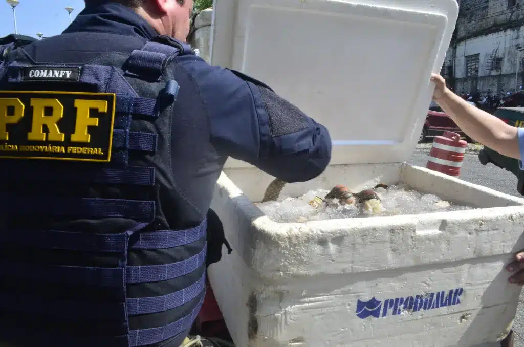 PRF apreende cerca de 300 kg de lagosta na Grande Natal
