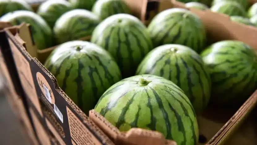 Chile renova relação de exportação de frutas com o Rio Grande do Norte