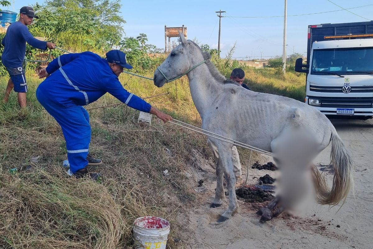 Cavalo atropelado passa 8h esperando por resgate na Grande Natal