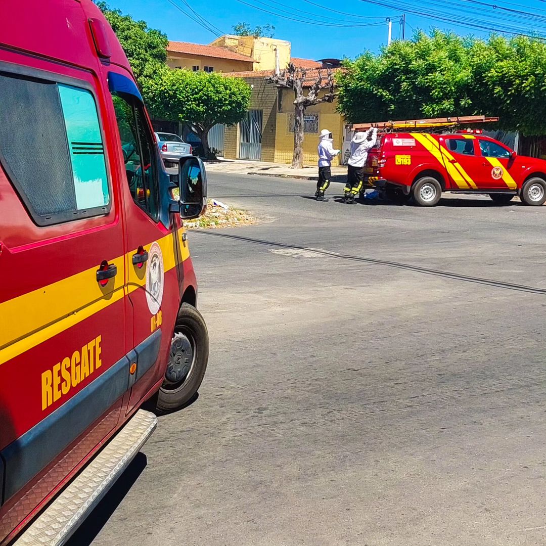 Idoso e cachorro morrem após ataque de abelhas em Mossoró