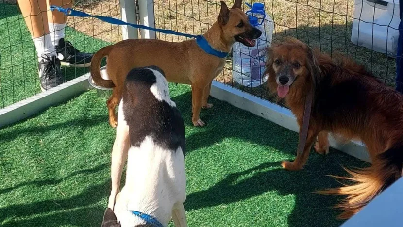 Grande ação de adoção de cães e gatos acontece neste sábado em Natal