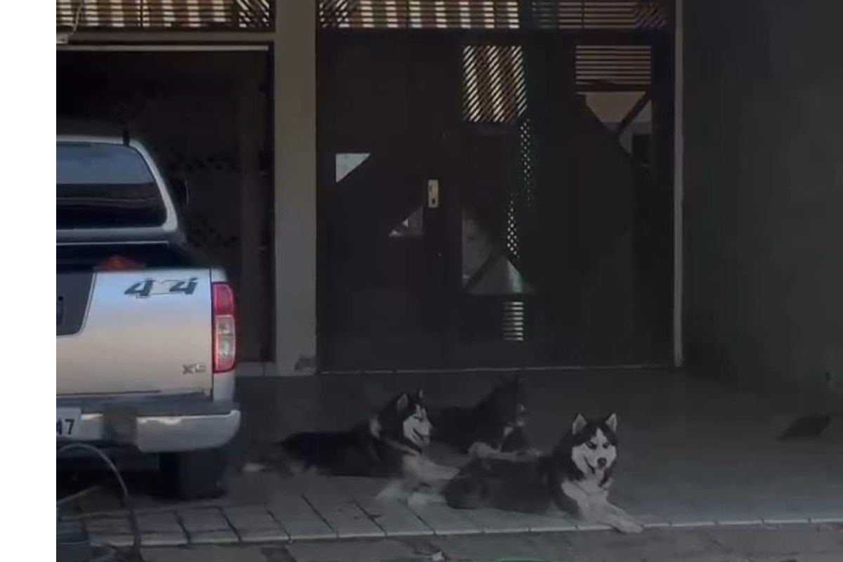Três cães são encontrados em situação de maus-tratos em casa desocupada na Candelária