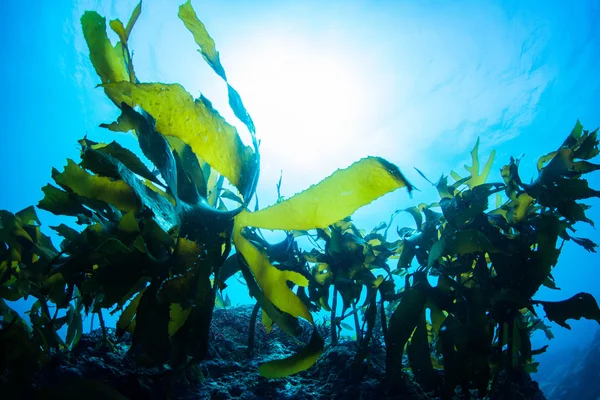 Estado do RN tem potencial milionário para exploração de algas marinhas