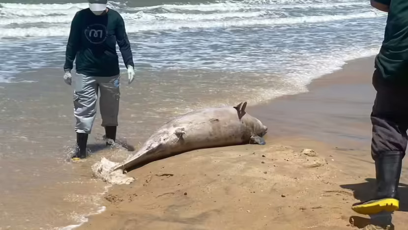 Golfinho é encontrado morto na Praia de Ponta Negra
