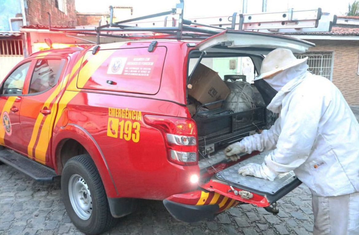 Dois graves ataques de abelhas deixam uma pessoa morta e outra ferida no interior do RN