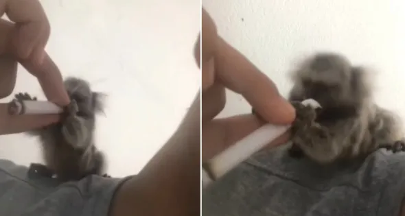 'PORRA LOKA': Homem é preso por oferecer maconha e bebida alcoólica a sagui na Paraíba e postar nas redes sociais