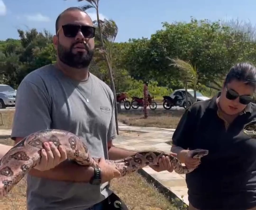 Jiboia de 2 metros de comprimento é encontrada na Praia do Forte