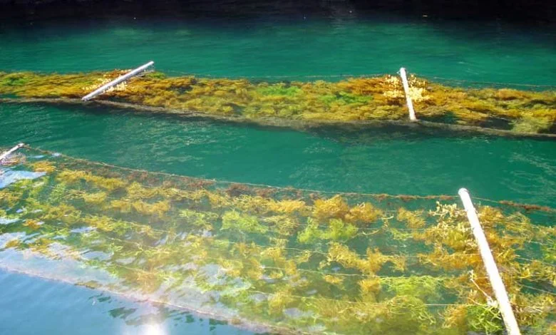 IBAMA desengaveta licenciamento para exploração de macroalgas no RN
