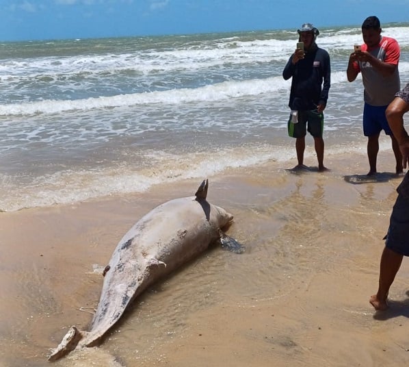 Análise indica que golfinho encontrado na Praia de Ponta Negra morreu por interação com ação humana