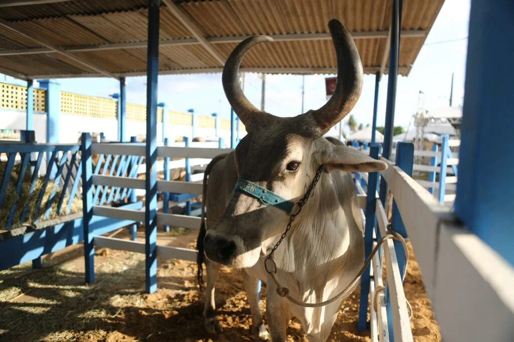 Festa do Boi recebeu mais de 500 mil visitantes em Parnamirim