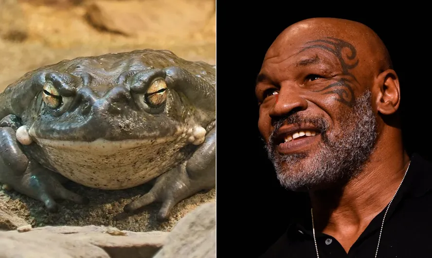 Antes de perder luta, Mike Tyson revelou encontro com Deus após fumar droga à base de veneno de sapo