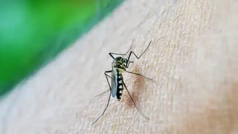 Sesap inicia mobilização de municípios do RN para prevenção da dengue