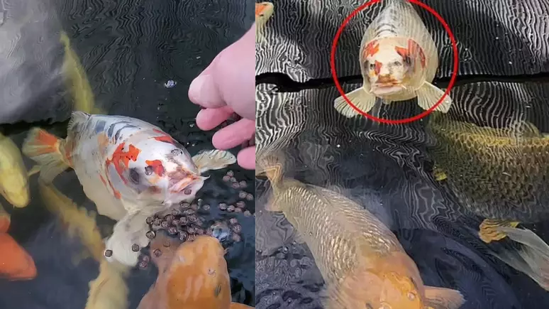 Peixe com 'rosto humano' surpreende e acaba virando atração; confira