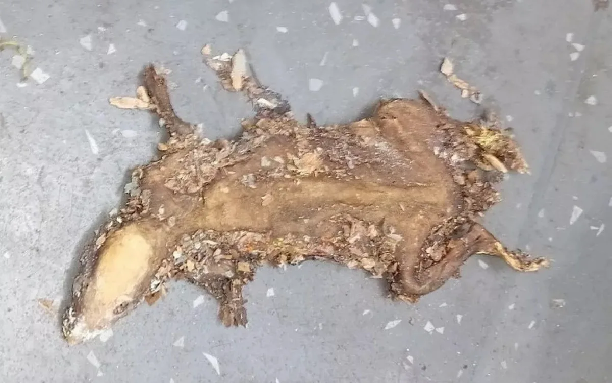 CARDÁPIO SURPRESA: Fiscais encontram rato frito em lanchonete durante visita