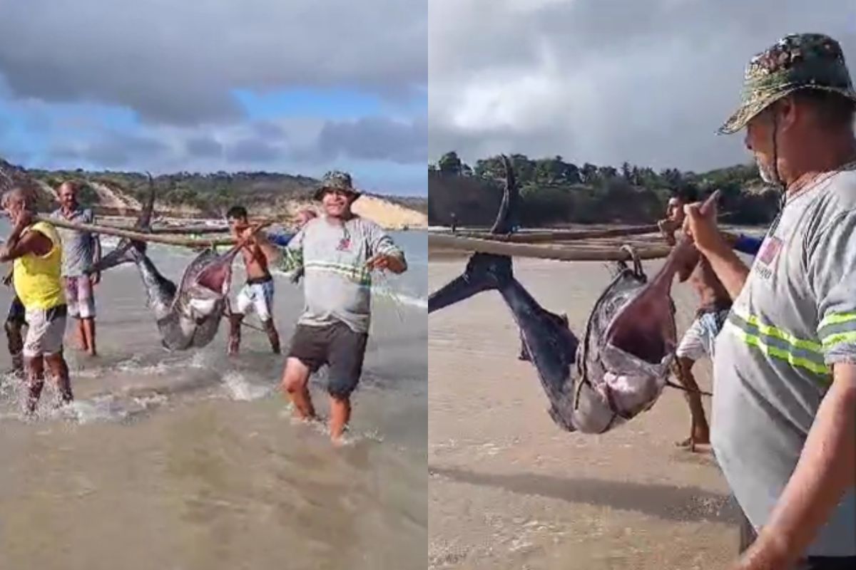 Pescadores comemoram captura de Marlim de 166 quilos no litoral do RN