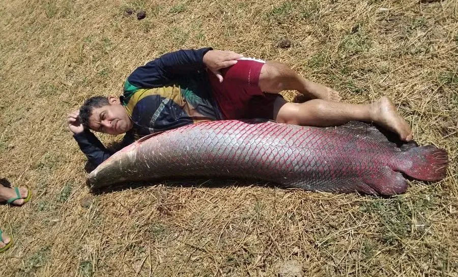 Pescadores capturam peixe de 1,5 metro e 45 kg em açude em Rafael Fernandes