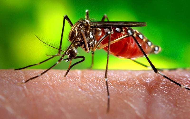 RN registra 6,9 mil casos de dengue, 1 mil de Chikungunya e 282 de Zika
