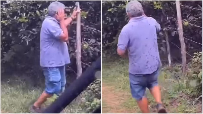 Ex-vereador morre após ser atacado por abelhas no Ceará