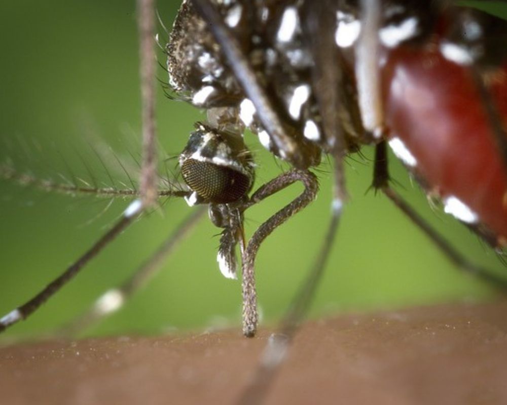 Ministério da Saúde vai distribuir 31,1 mil testes rápidos inéditos para diagnóstico de dengue no RN