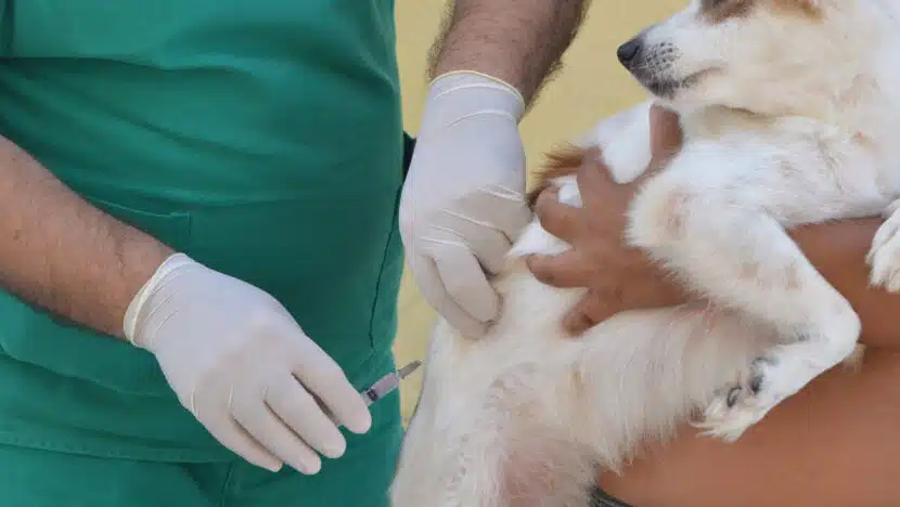 Parnamirim vacina mais de 300 animais em ação emergencial contra a raiva