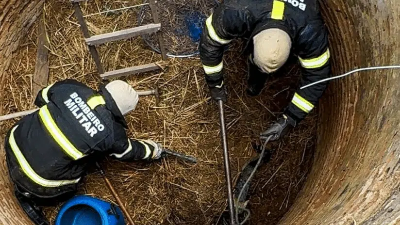 Bombeiros resgatam raposa presa em poço desativado na zona rural de Ipanguaçu