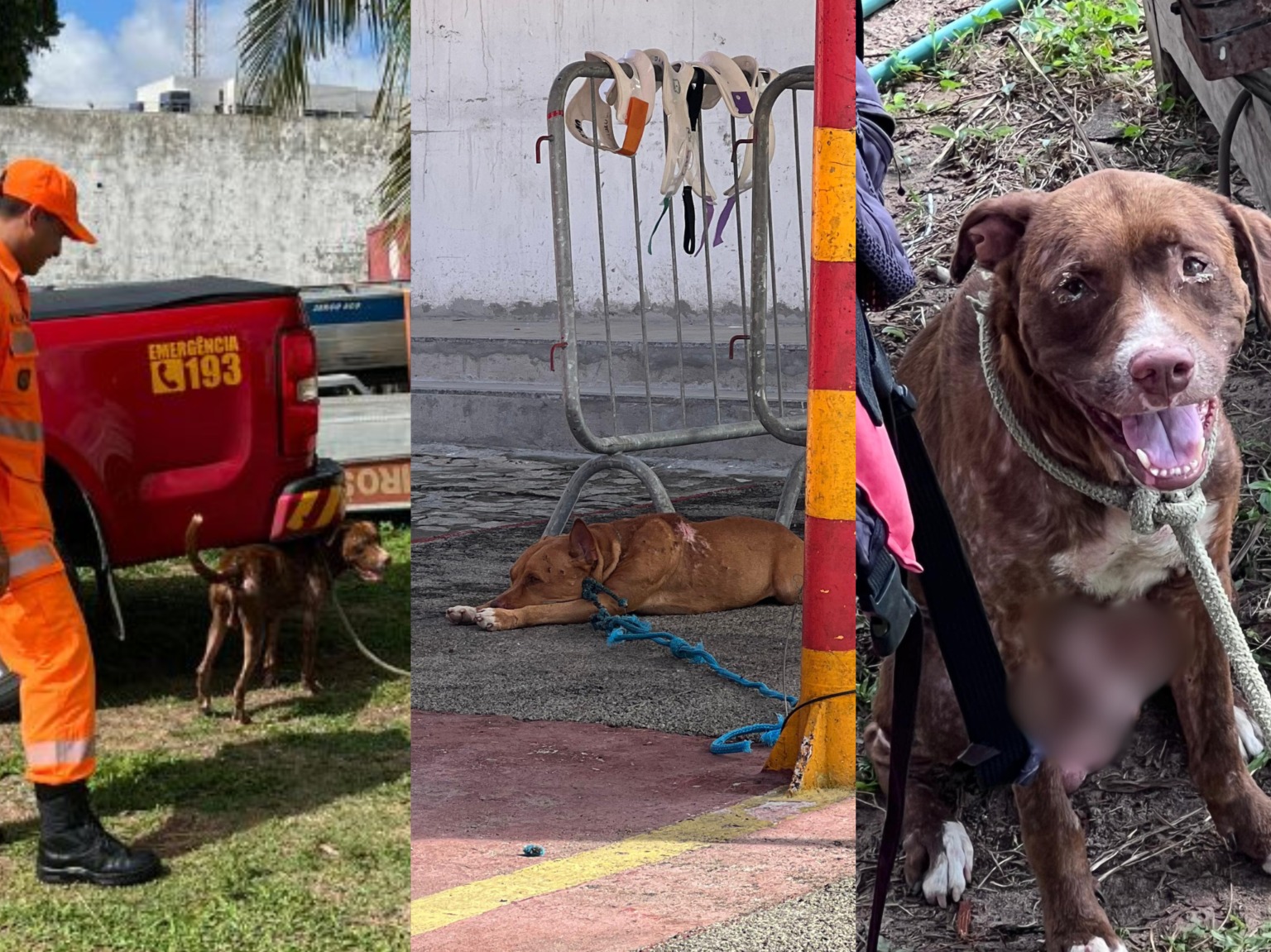 Dois cães abandonados da raça pitbull são resgatados pelos bombeiros do RN