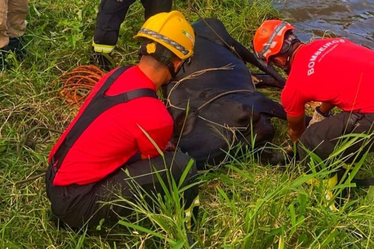 Vaca é resgatada pelo Corpo de Bombeiros na Zona Rural de Currais Novos