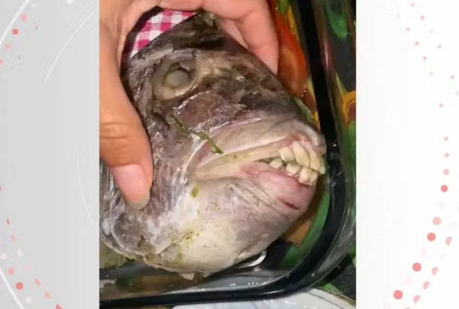 Peixe com dentes humanos viraliza após ser pescado no Espírito Santo