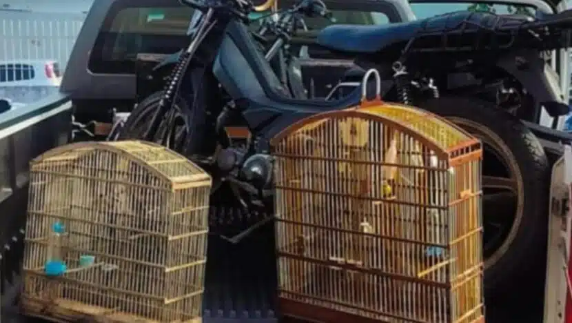PM prende homem por tráfico e apreende arma, drogas, pássaros e motocicleta em Maxaranguape