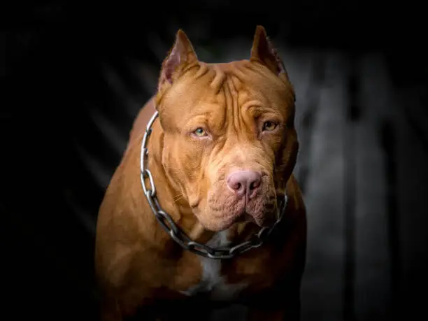 Faixa preta de Jiu-Jitsu salva poodle de ataque de pitbull em Candelária; Assista