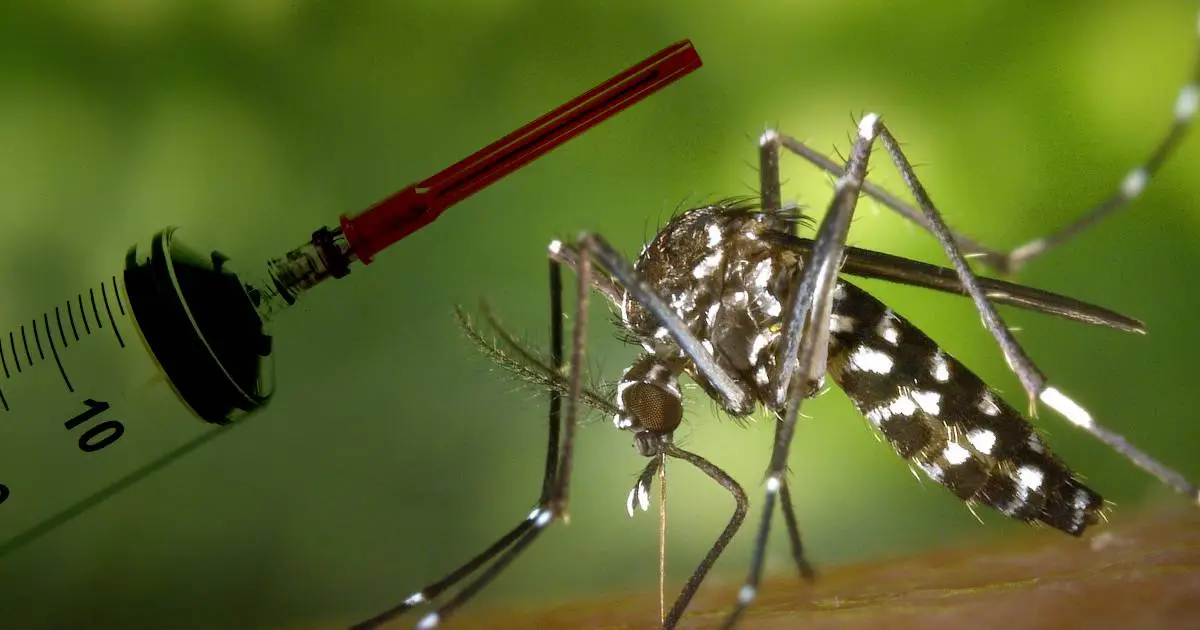 RN encerra mês de janeiro com mais de 500 casos prováveis de dengue
