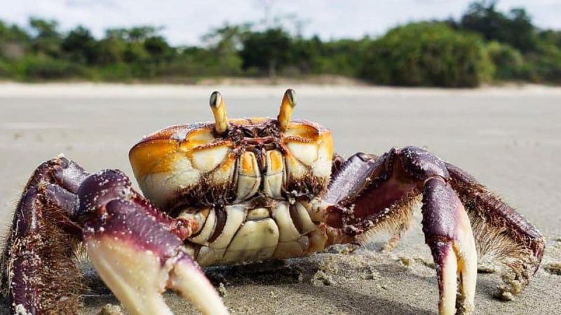 RN inicia novo período de defeso de caranguejos e lagostas; captura e comercialização ficam proibidas
