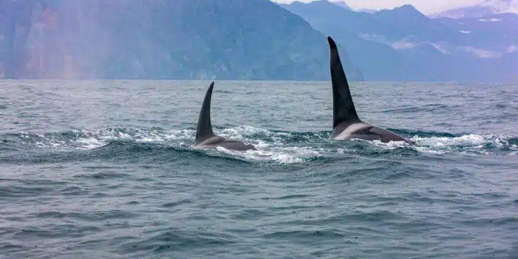 Onda de ataques de orcas preocupa tripulações na Europa