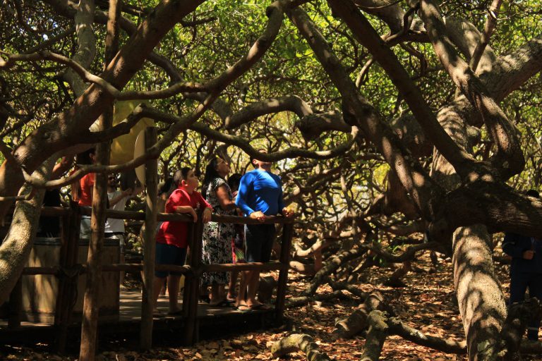 Confira funcionamento do Parque das Dunas e do Cajueiro de Pirangi durante o Carnaval