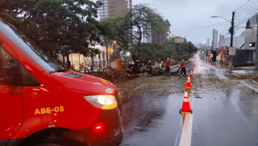 Bombeiros removem árvore caída e liberam Avenida Hermes da Fonseca após forte chuva