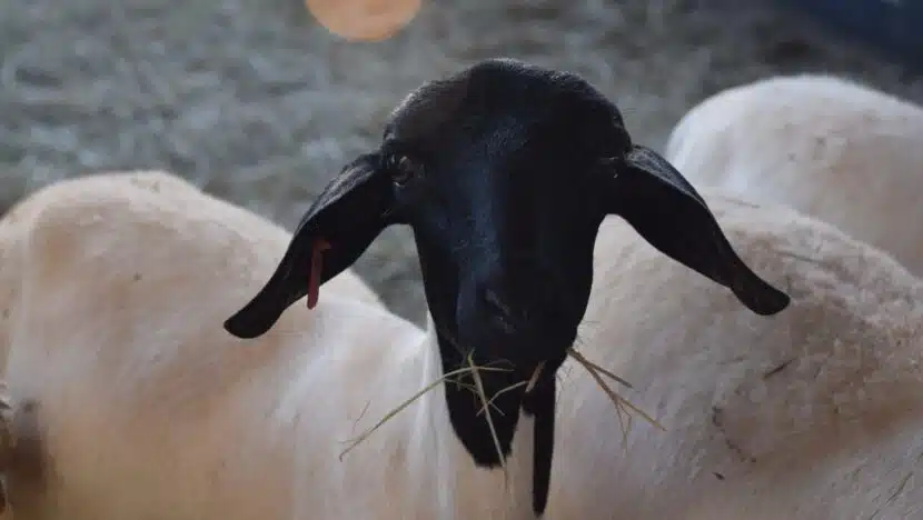 Rio Grande do Norte tem sua primeira raça de ovinos reconhecida