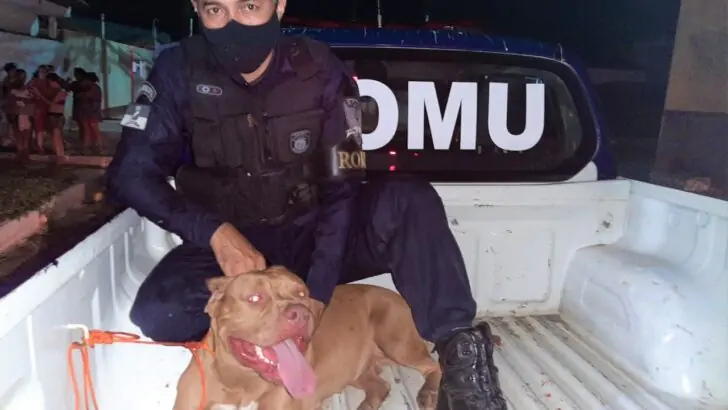 RN registra pelo menos três ataques de Pitbull em apenas uma semana; duas vítimas em estado grave