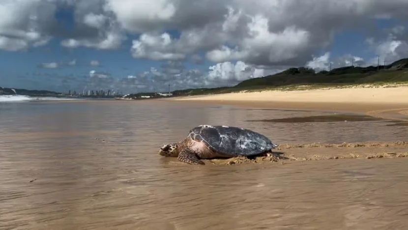 Tartaruga marinha resgatada em dunas do RN é devolvida ao mar após reabilitação