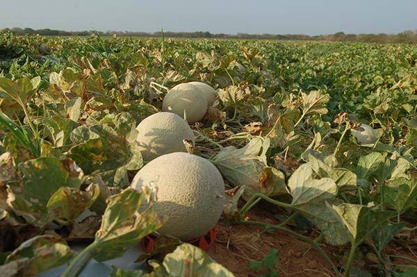 Workshop sobre o mercado chinês para o melão brasileiro será realizado na UFERSA, em Mossoró