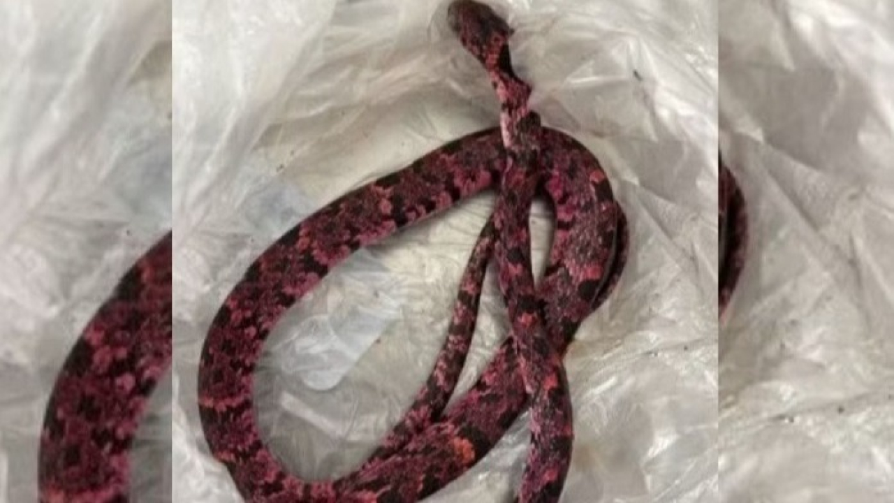 Cearense come cobra, passa mal e vomita o animal após bebedeira
