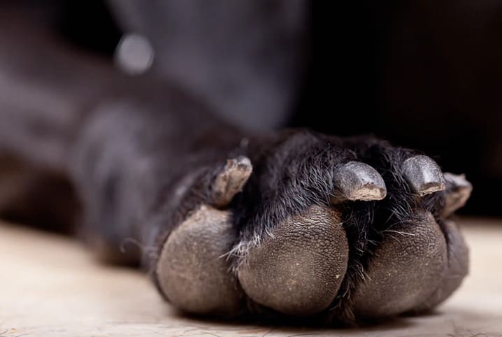 Pit-bull pisa em arma e dispara contra o próprio dono
