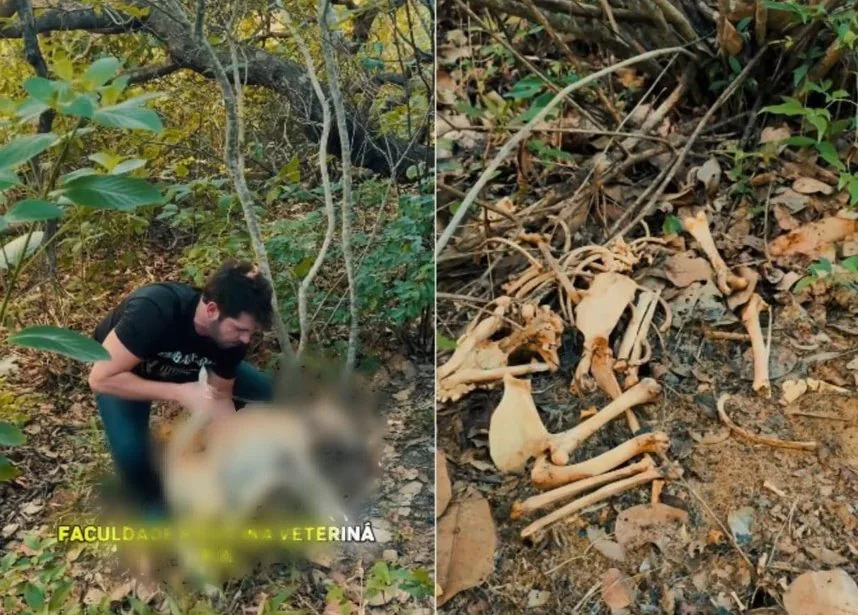 Vereador denuncia homem por assassinar cachorro e descobre “cemitério de animais” em Natal