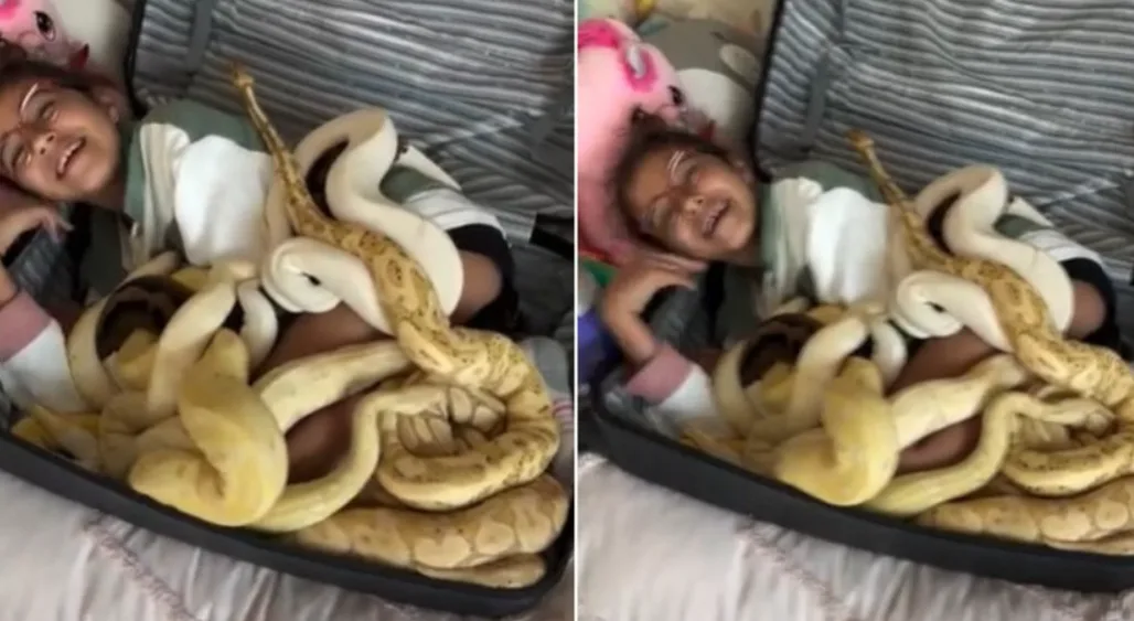 ASSUSTADOR: Menina aparece dentro de mala enrolada com 10 cobras pítons