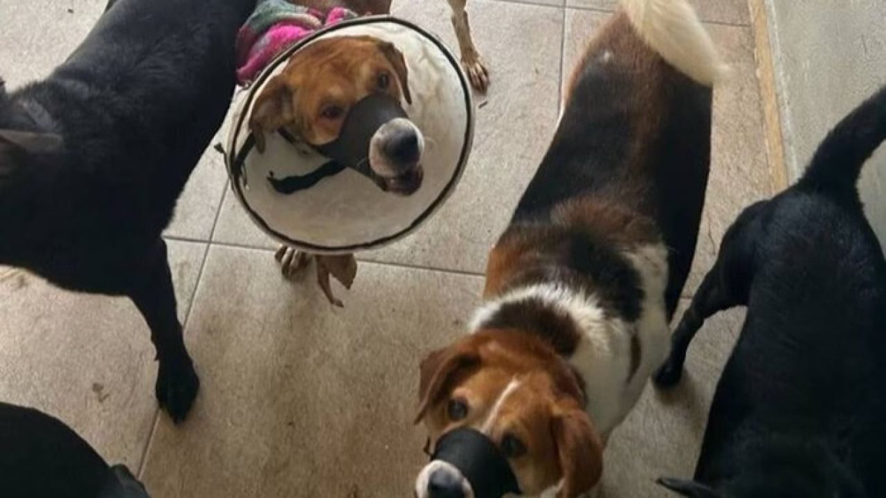 Zoofilia e morte: dono e funcionário de hotel para pets são presos