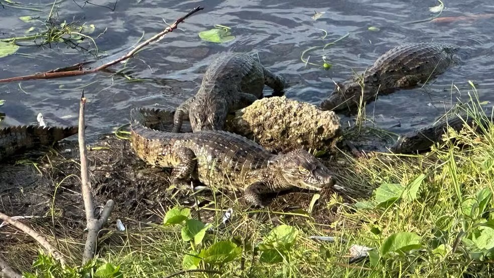 Lago em praia do RN vira 'viveiro' de jacarés e assusta moradores e turistas