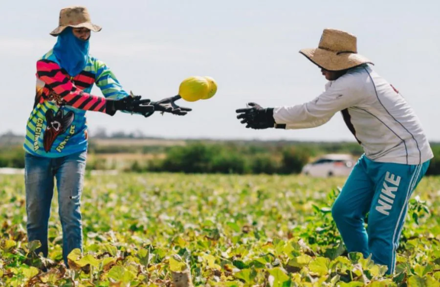 Agricultura puxa queda, e RN fecha mais de 1,9 mil empregos com carteira assinada em março, aponta Caged