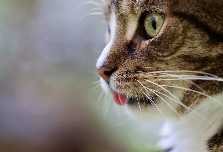 RN registra 3,1 mil casos de esporotricose em humanos e animais